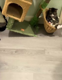Black and white tuxedo kitten playing on a multi-level cork cat tree with other cats nearby on tile flooring