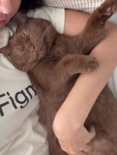 Grey cat lying on its back on a person's arm, stretching its paws upward playfully while being held