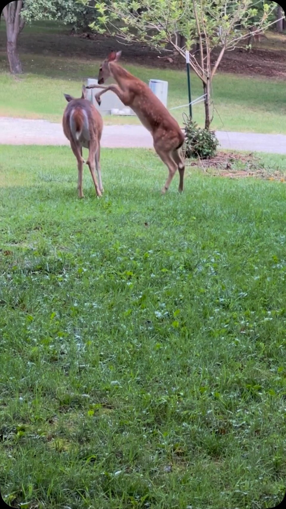 Two brown deer in a residential yard, one standing on hind legs reaching toward tree branches while another deer stands nearby