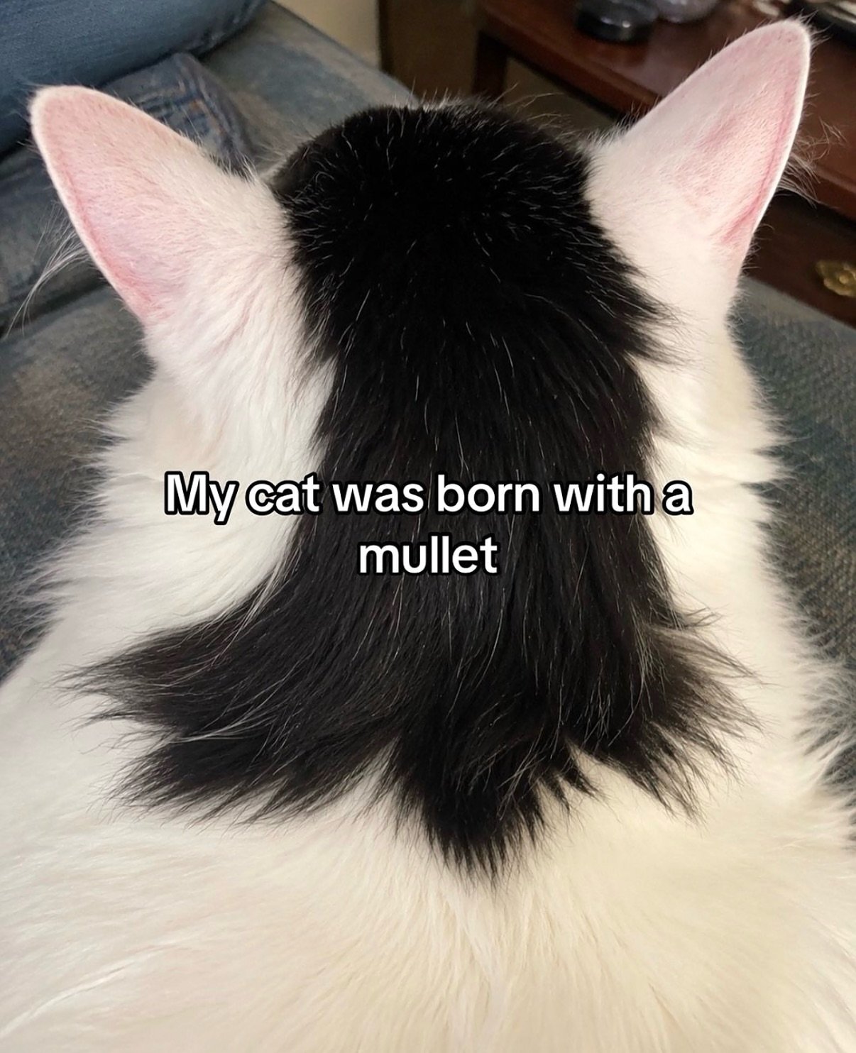 Black and white tuxedo cat viewed from behind, showing dark stripe down the back of its head and neck resembling a 1980s mullet hairstyle