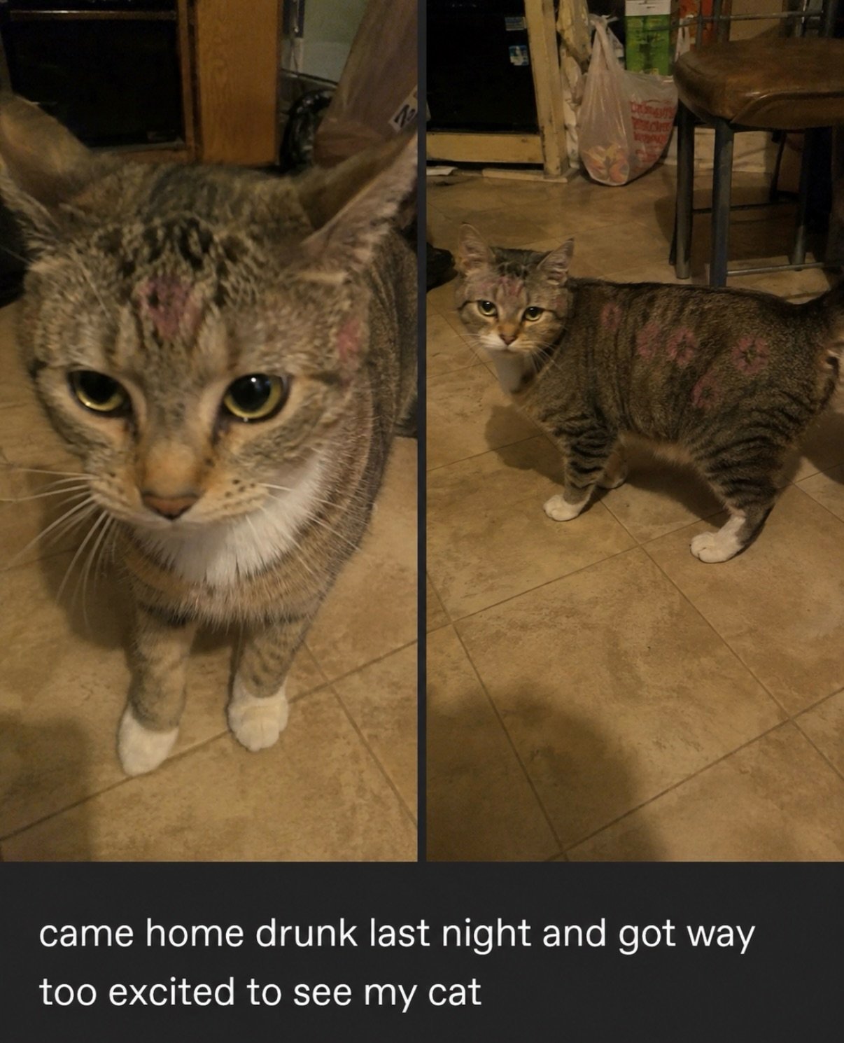 A tabby cat with white markings looking unimpressed, shown in close-up and full-body views in a kitchen