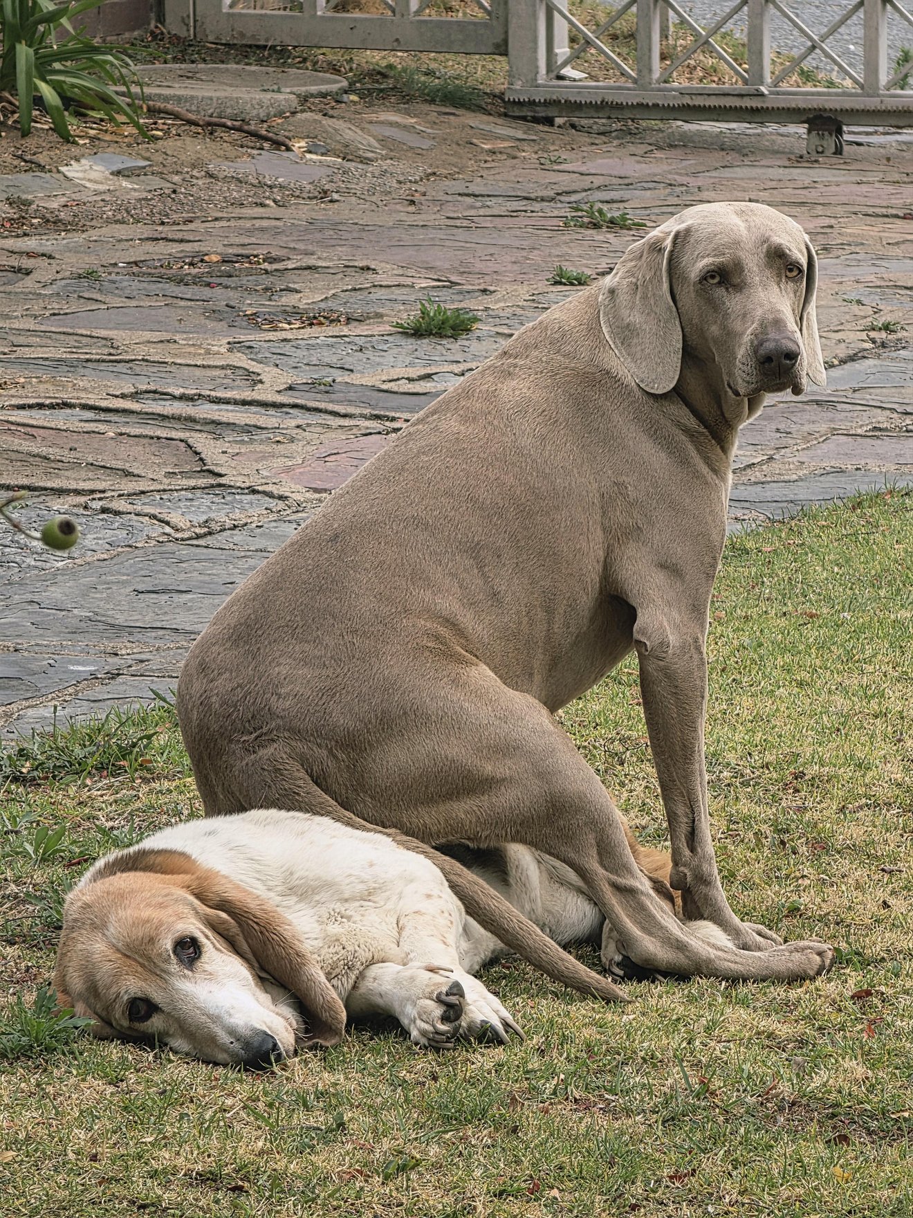 Two dogs sitting on grass outdoors, one silver-gray standing and one tan and white lying down with rear end tucked under the other for warmt
