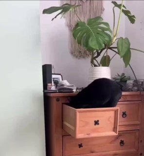 Black cat lounging on top of an open wooden dresser drawer in a bedroom with plants in the background