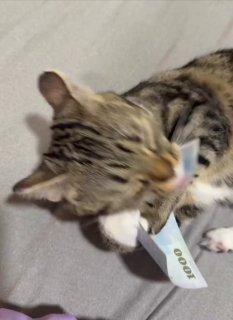 Tabby and white cat lying on gray fabric with eyes half-closed and a small white tag hanging from its collar