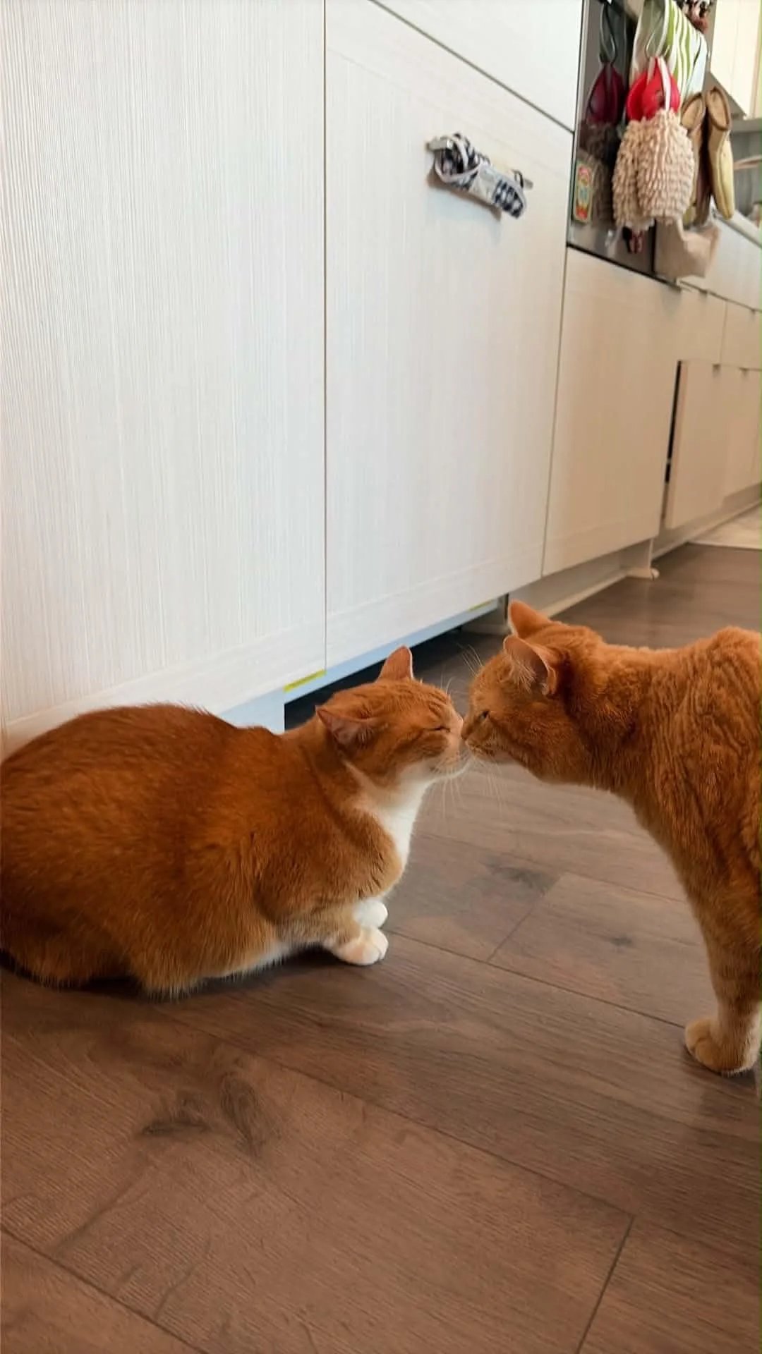Two orange and white cats face each other on a kitchen floor near white cabinets