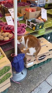 Brown tabby cat sniffing produce at an outdoor market stall surrounded by vegetables and fruits in boxes