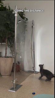 Black kitten in playful stance facing a tall vertical pole indoors, with potted plant in background