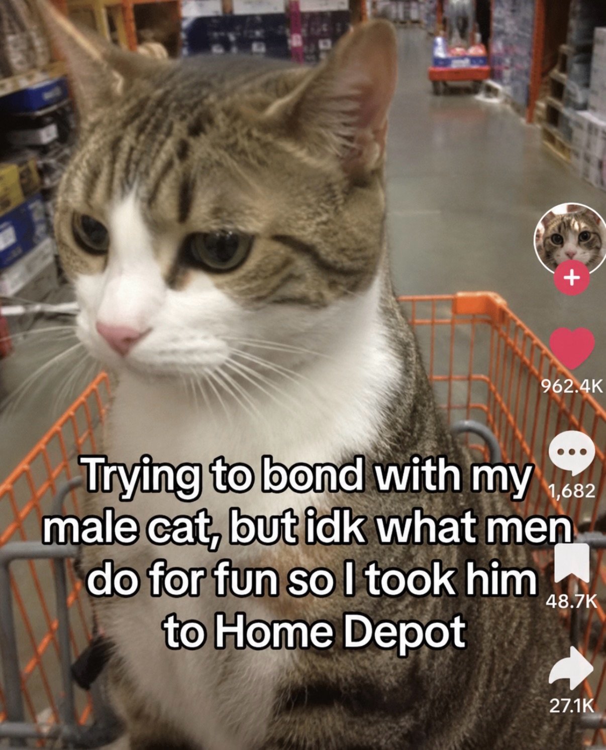 Tabby and white cat sitting in a home depot shopping cart with an annoyed, unimpressed expression on its face