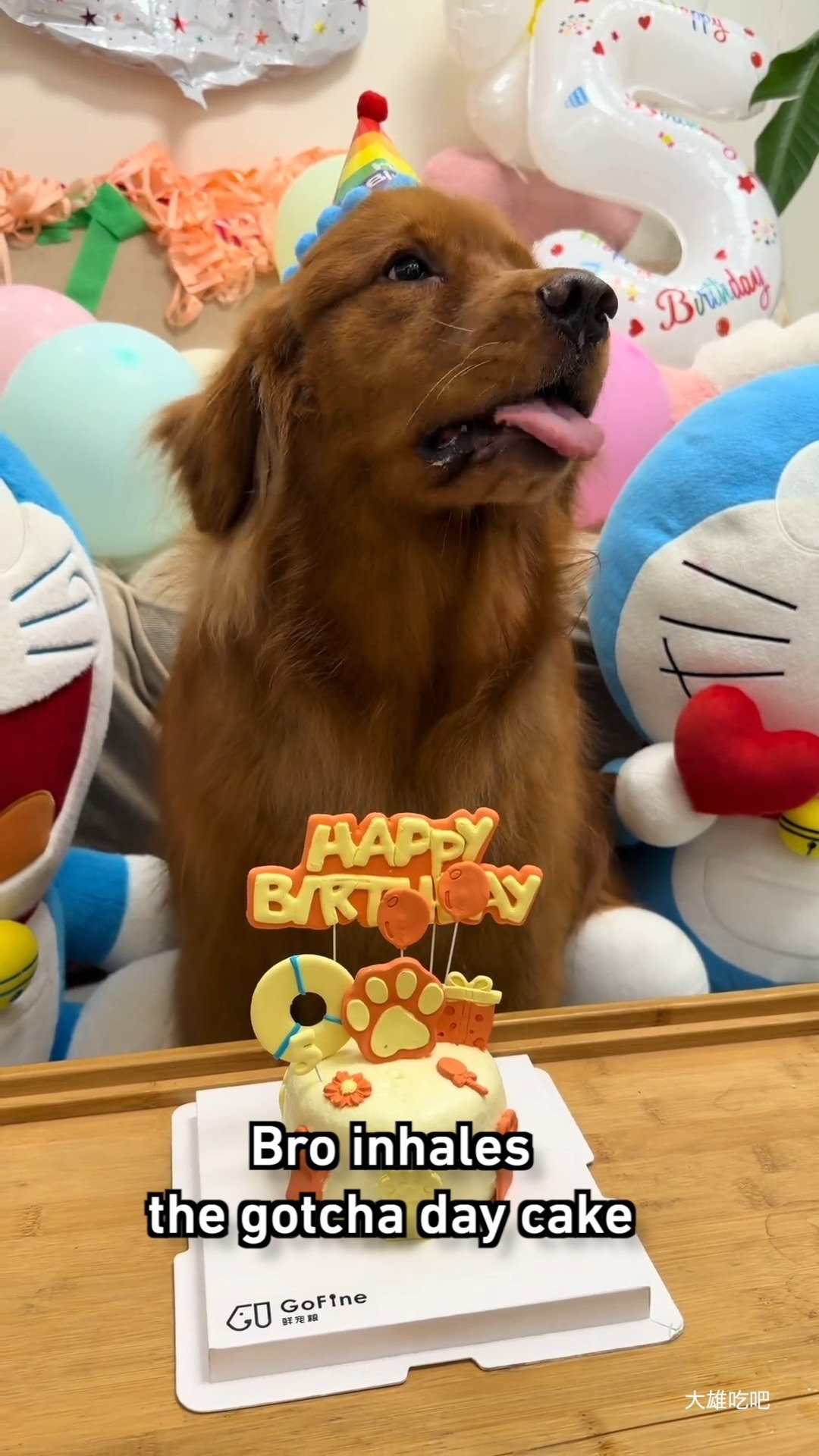 Brown dog wearing a rainbow party hat surrounded by balloons and birthday decorations, looking up at a small birthday cake below