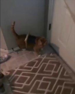 Tabby cat squeezed into a tight gap between a wall and furniture on a patterned floor