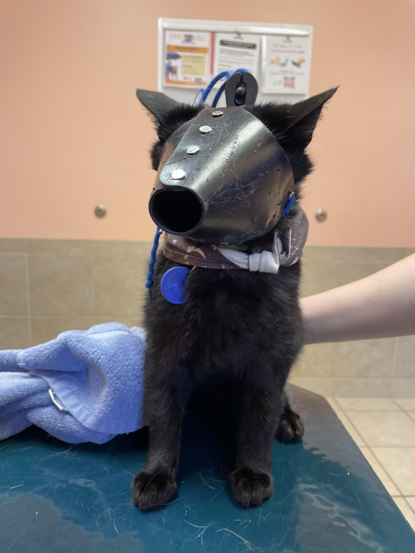 Black cat wearing a metal protective cone and blue collar tag at veterinary clinic