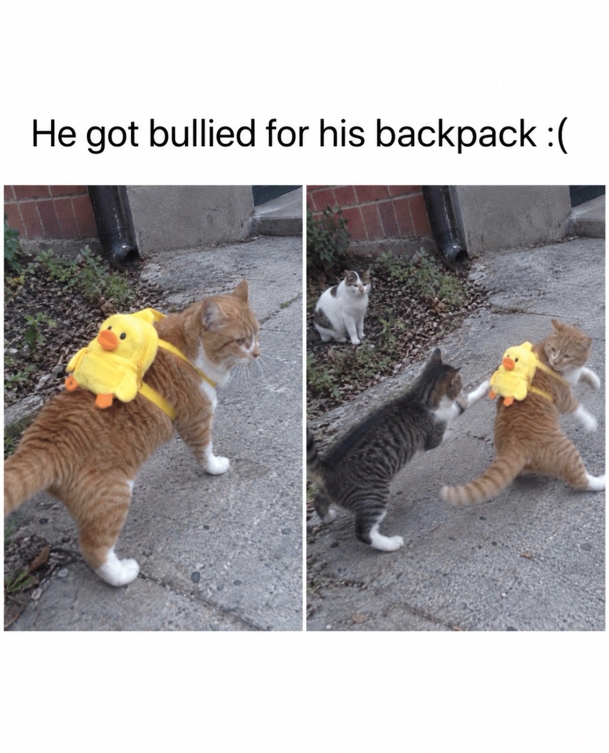 Orange tabby cat wearing a yellow duck backpack stands while other cats approach on a street
