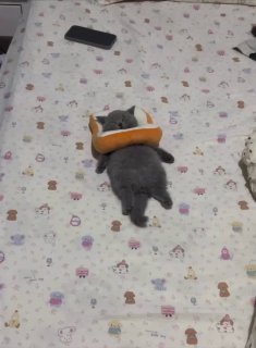 Gray cat lying on its back on a patterned bedspread, wearing an orange and black vest or harness