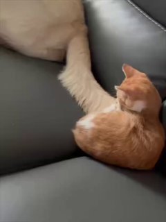 Orange tabby cat with paw stretched out resting on person's lap on gray couch