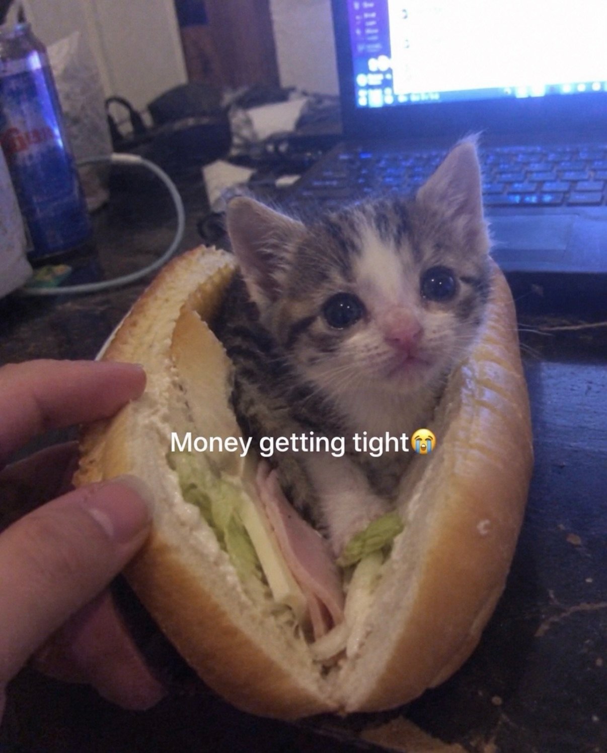 Gray and white tabby cat wrapped in a sandwich with lettuce, making a surprised expression at a desk with a computer