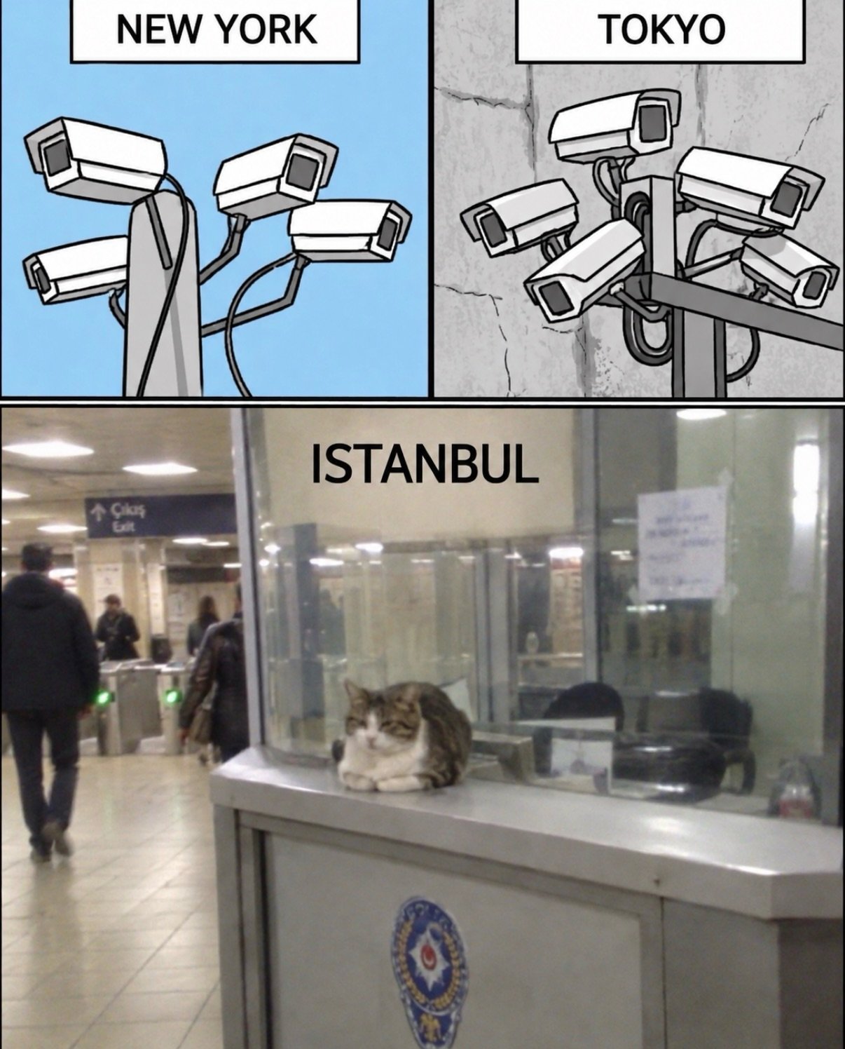 Tabby cat perched on a ticket counter window at an Istanbul station, calmly observing passersby