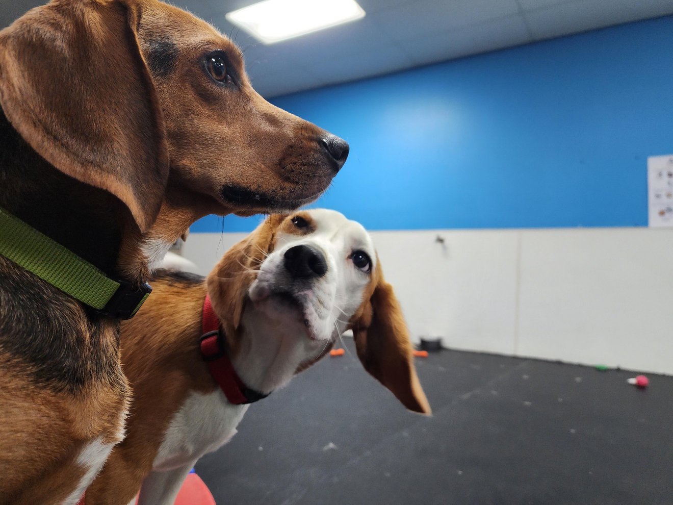 Two brown and white dogs indoors, one looking at the camera with a surprised expression while another dog leans toward it