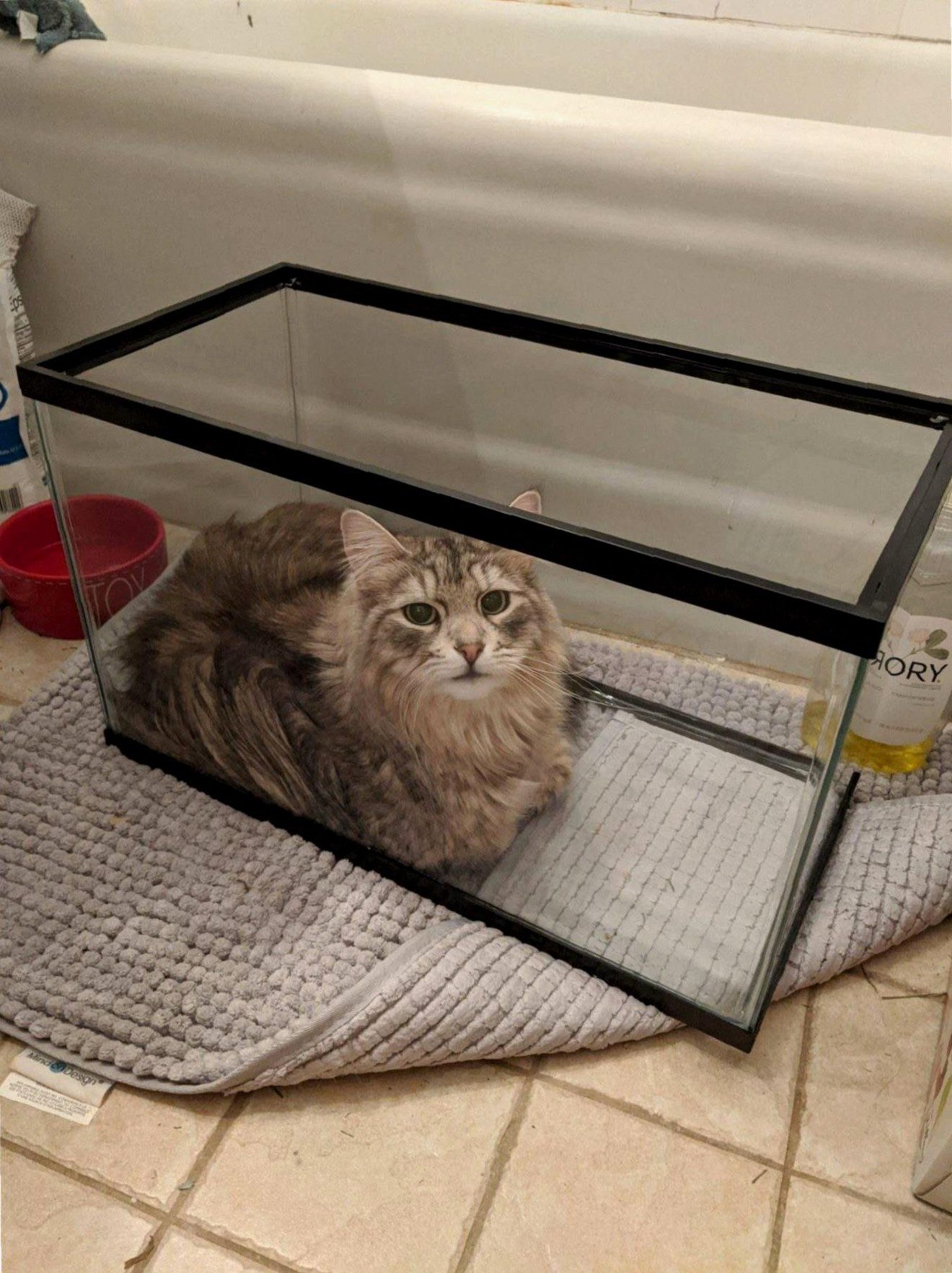 Large tabby cat sitting inside an empty glass aquarium on carpet, looking directly at camera