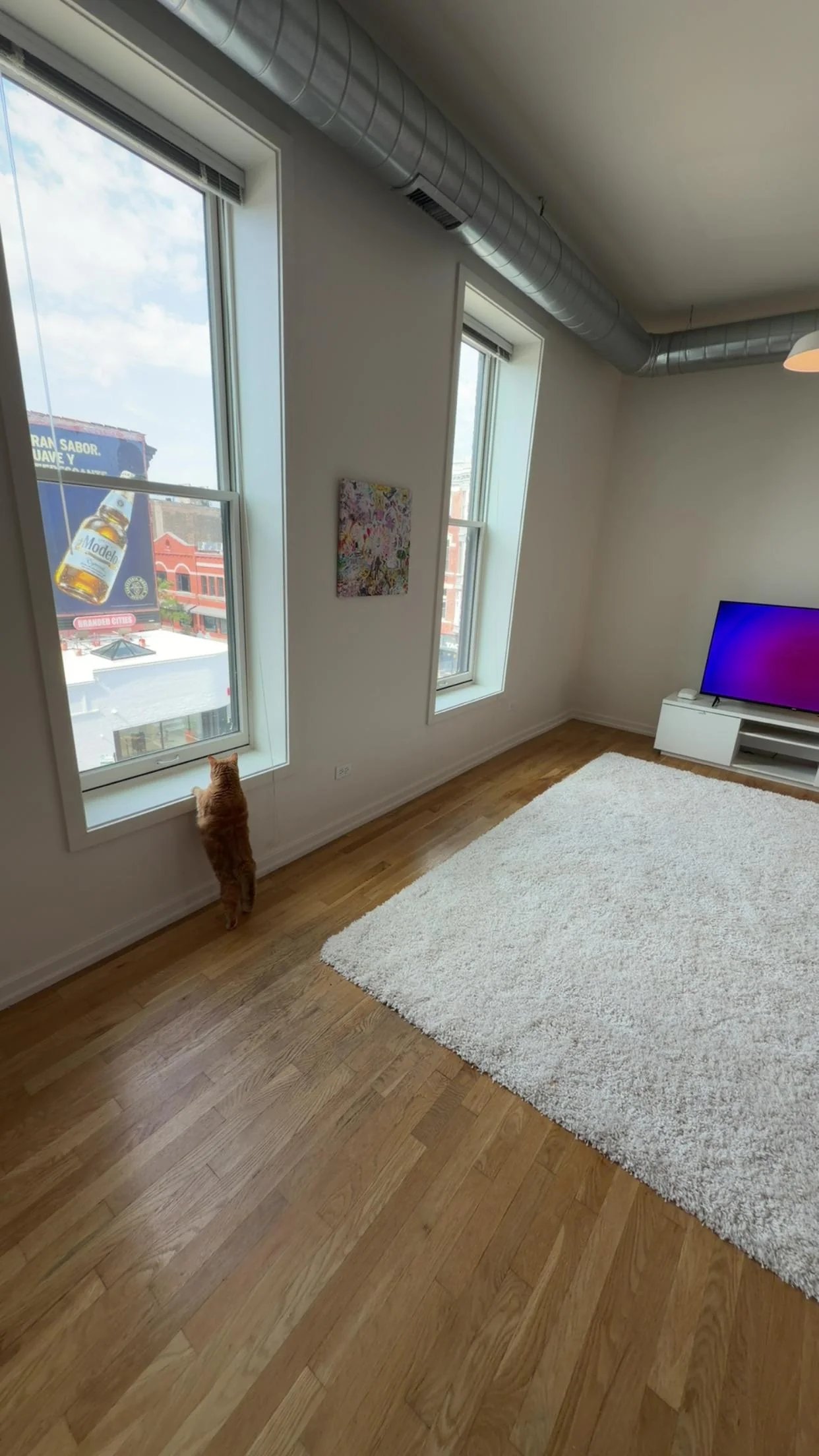 Orange tabby cat standing on wooden floor looking up at large window in modern apartment with white rug and TV in background