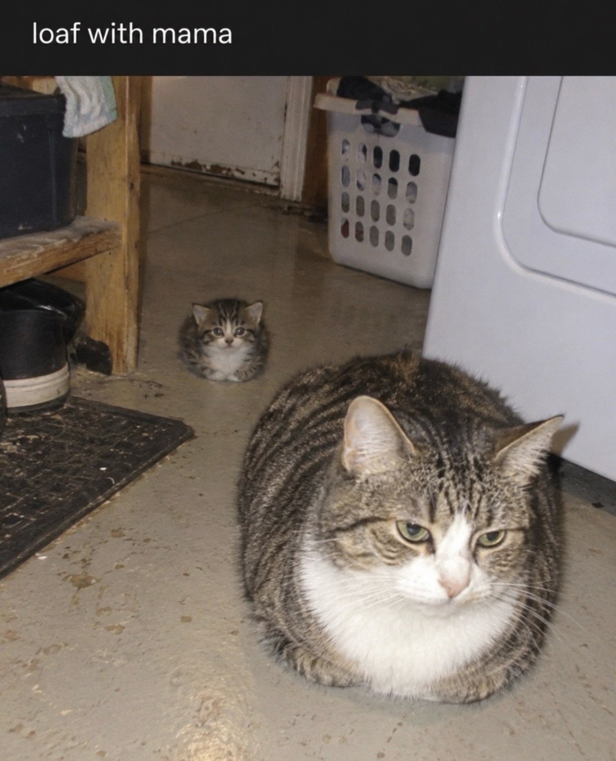Large tabby and white cat in loaf position on concrete floor with small kitten visible in background near laundry