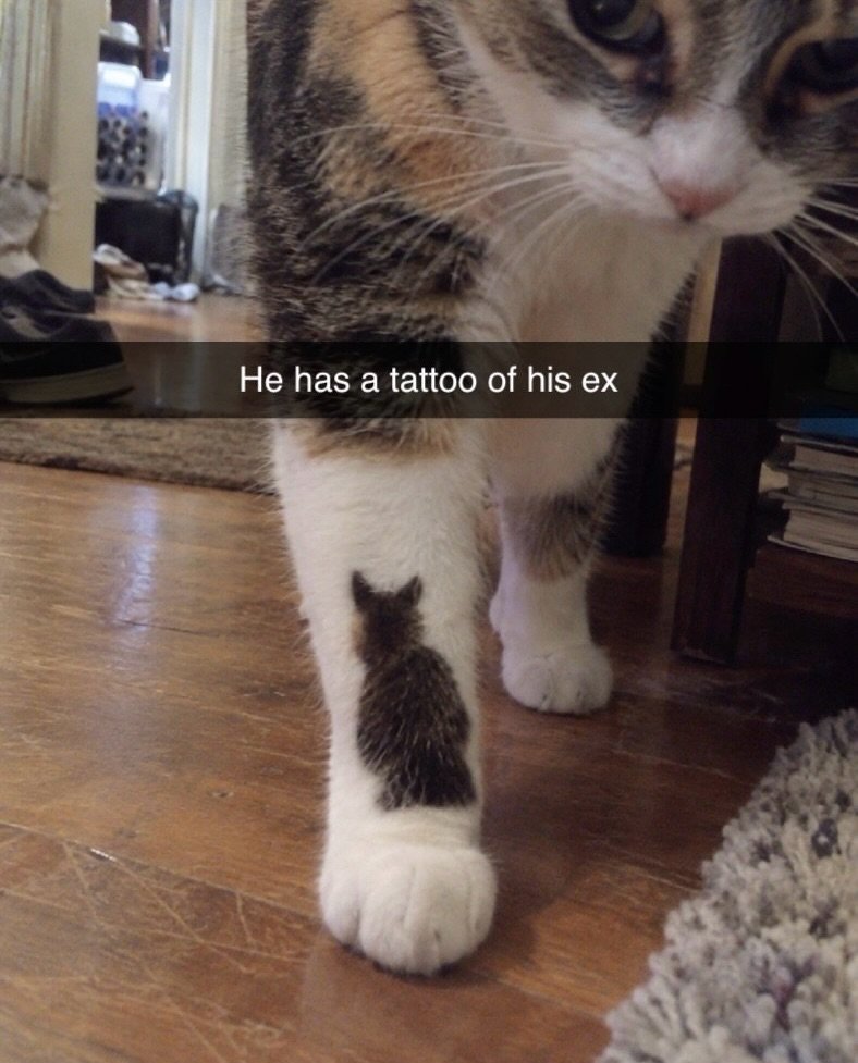 Tabby and white cat standing on wooden floor, showing distinctive dark marking on white paw that resembles a tattoo