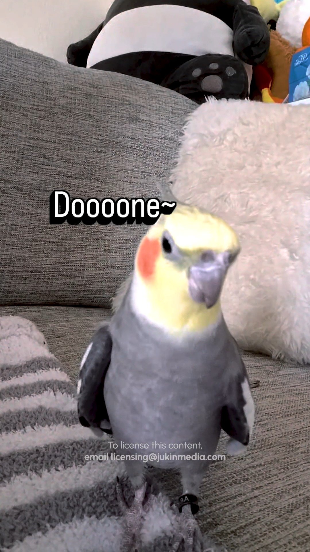 A grey and yellow cockatiel standing on a couch next to a white fluffy toy, looking directly at the camera with the text 'Doooone~' overlaid
