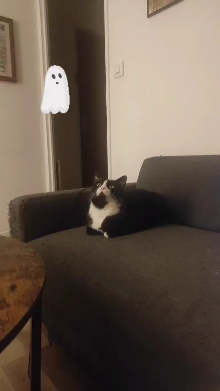 Black and white cat on a couch staring upward at a white ghost decoration in a doorway