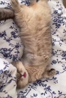 A cream-colored cat lying on its back on a floral patterned blanket with paws stretched upward in a completely relaxed pose