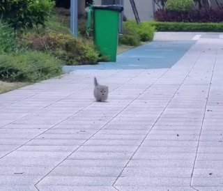 Gray cat walking alone across a paved pathway in a residential garden area with green plants and a trash bin visible
