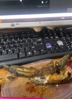 A tan bearded dragon lying across a black computer keyboard on a desk