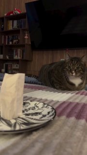 Tabby and white cat staring at a plate of food on a checkered blanket with a disapproving expression