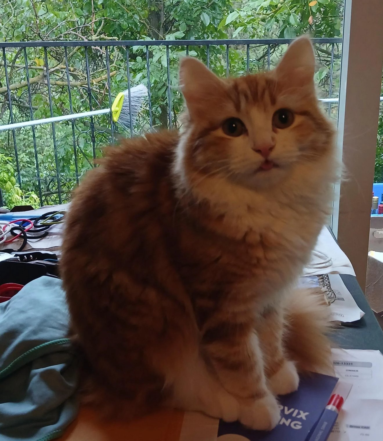 Orange tabby cat sitting on a desk by a window with a blank, vacant stare
