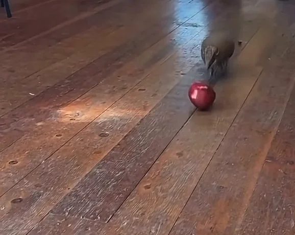 Small brown dog playing with a red ball on wooden floor indoors