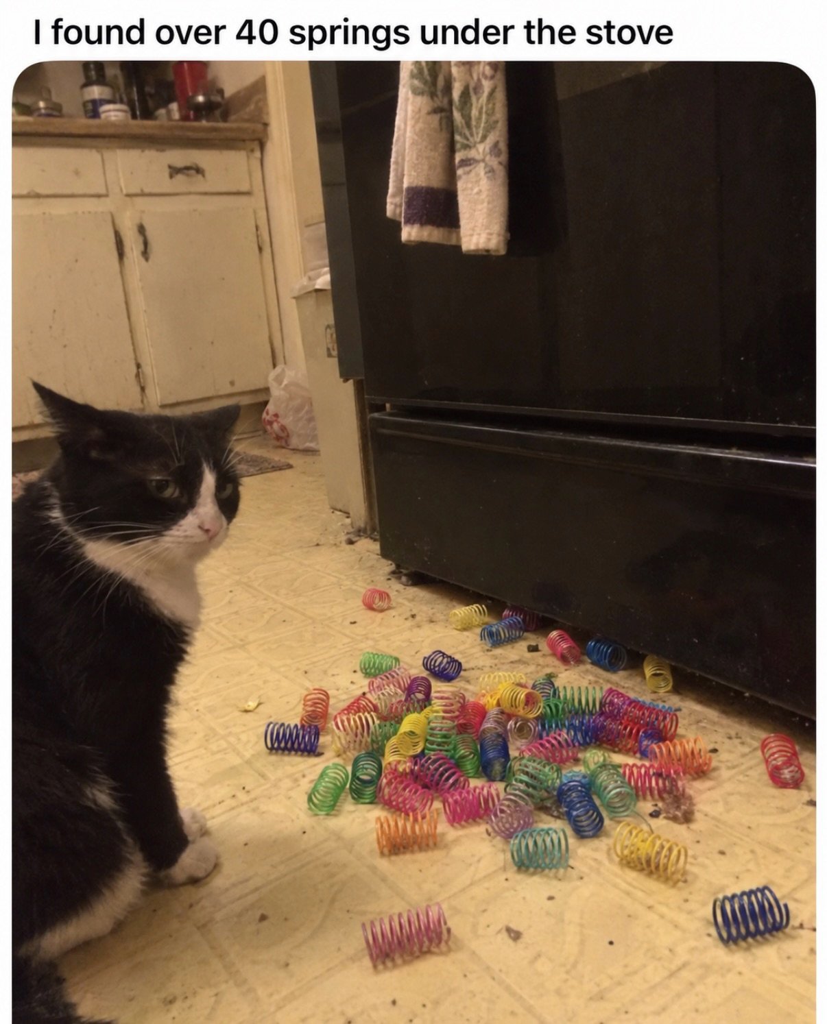 Black and white cat sitting on floor next to large pile of colorful coiled springs scattered under stove