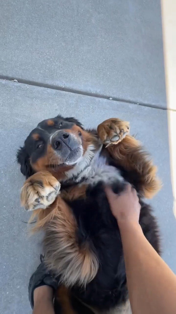 Dog held up to camera with paws extended in air, tricolor coat, person holding from below