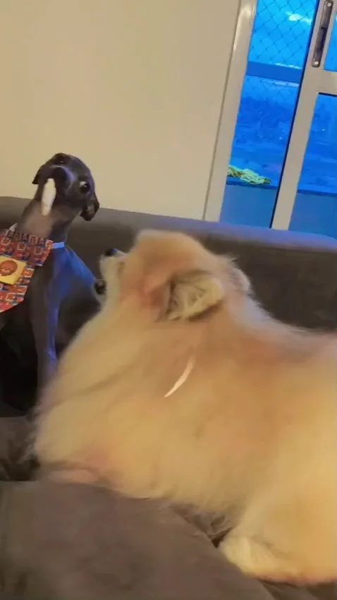 A fawn-colored dog playfully sits on a tan couch next to a black and white dog, with blue windows visible in the background