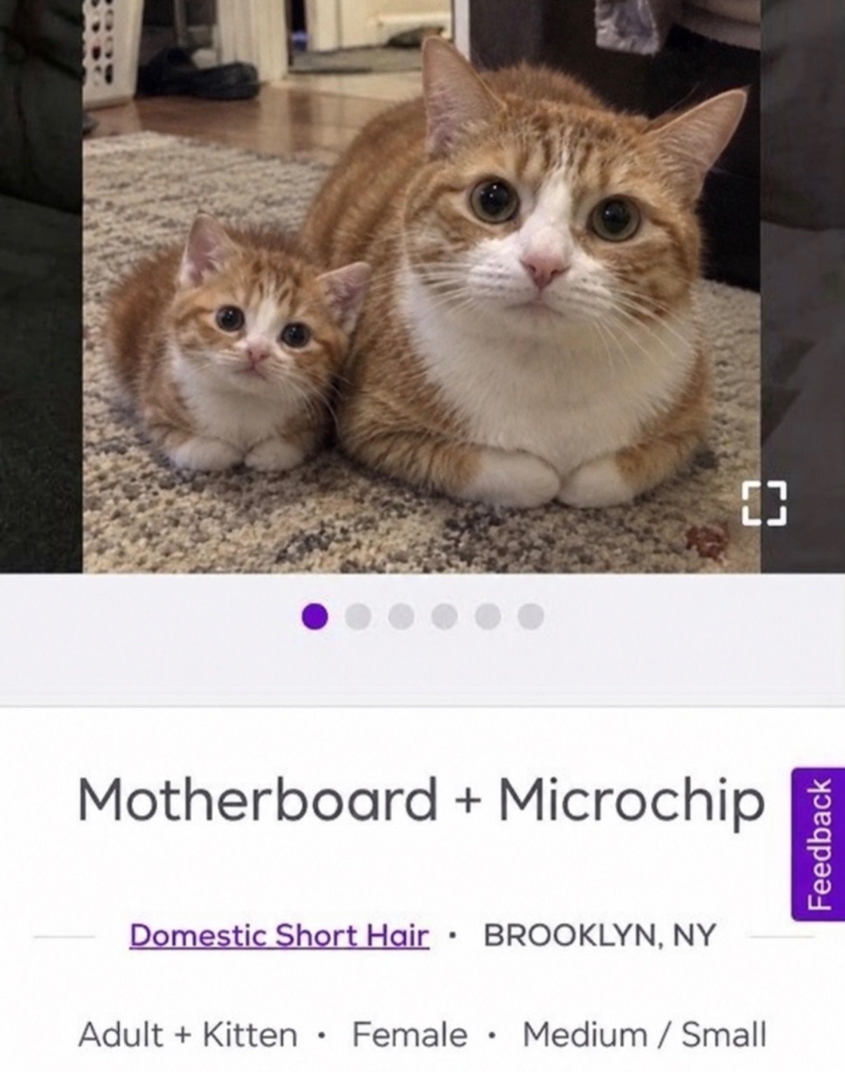 Adult orange tabby and white cat sitting next to smaller kitten on carpet, both looking at camera with wide eyes