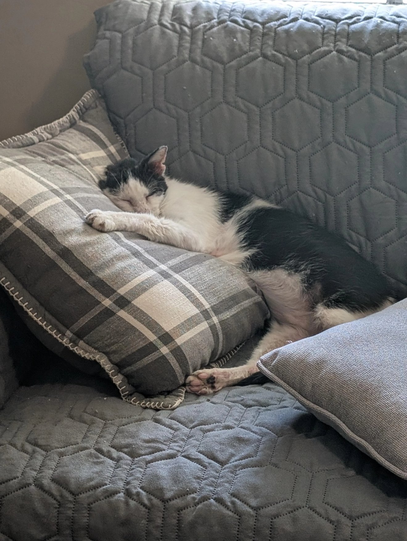 Black and white cat sprawled across couch cushions and blankets in a completely disheveled pose