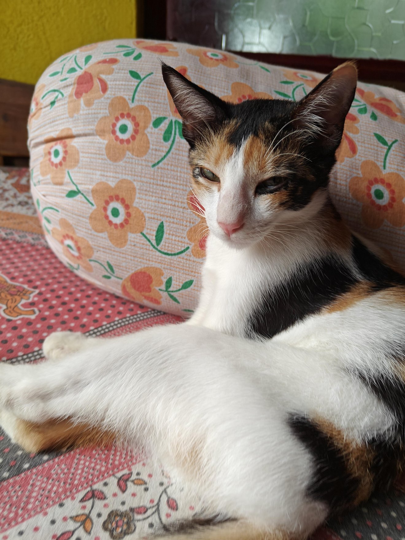 Calico cat resting on red patterned rug with floral cushion, giving a side-eye expression