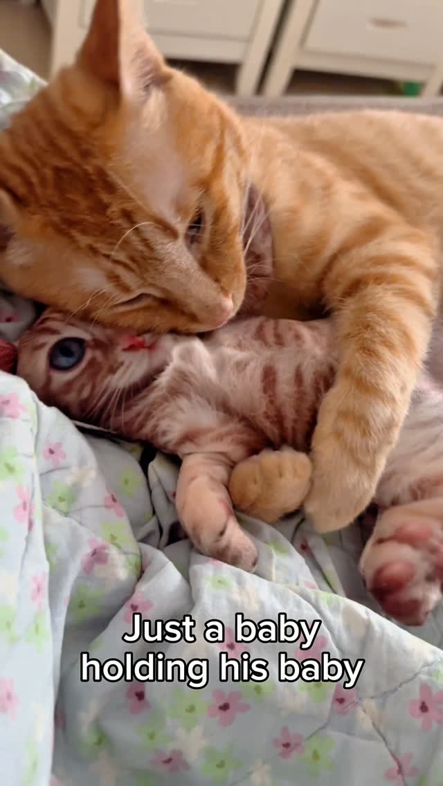 An orange tabby cat cradles a small tabby kitten in its front paws while lying on a floral bedspread