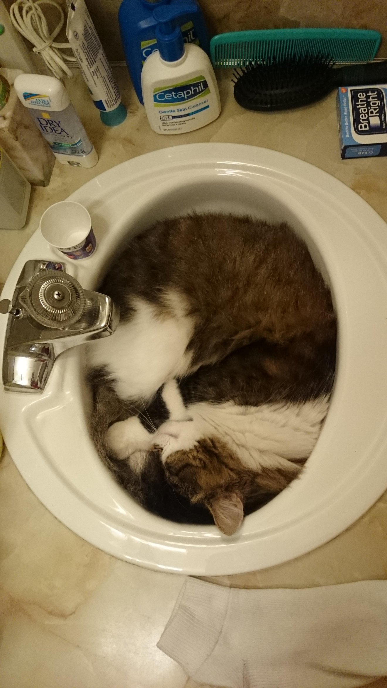 Brown and white cat curled up sleeping inside a bathroom sink with toiletries and brushes on the counter