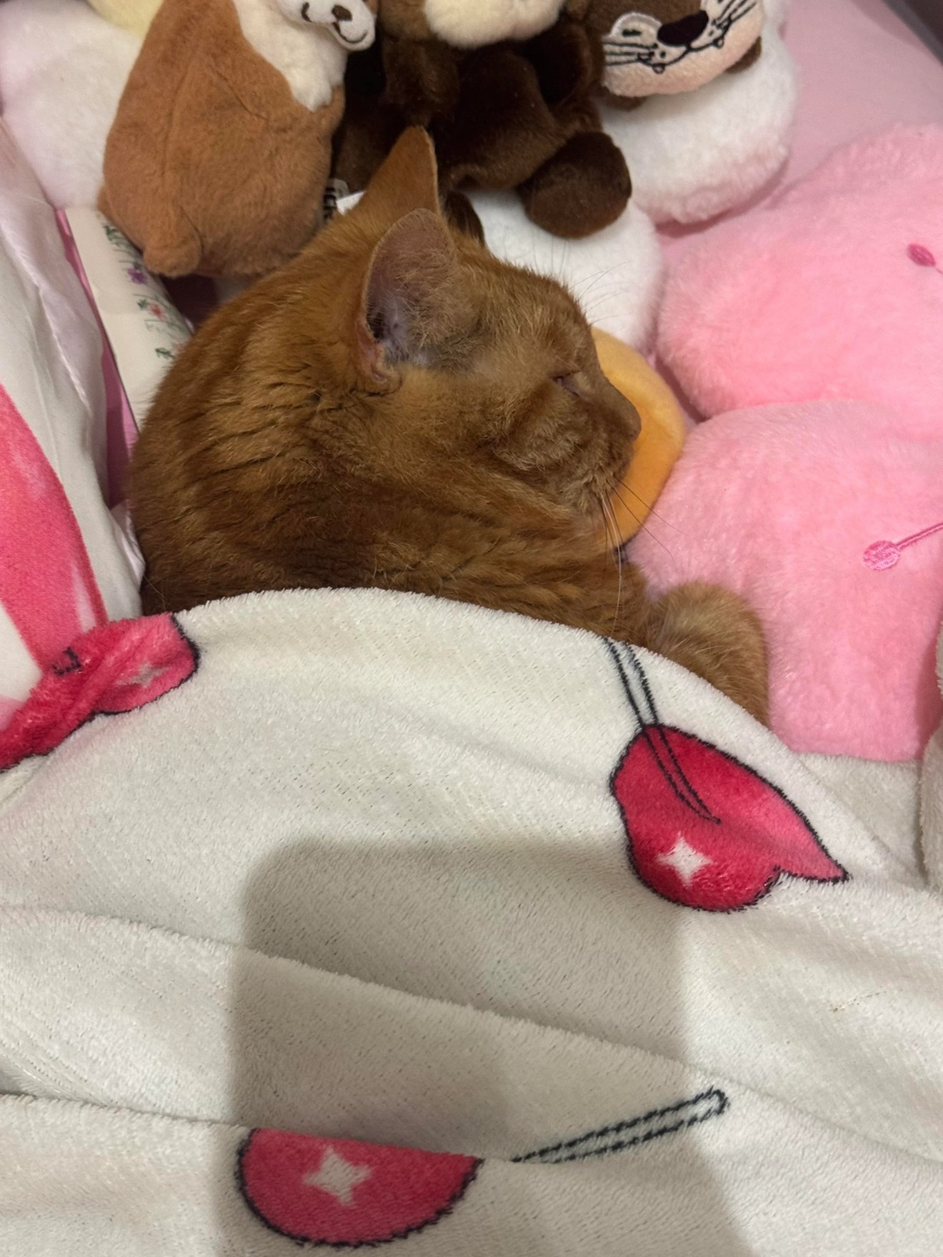 A ginger tabby cat nestled in colorful blankets and surrounded by plush toys, looking cozy and content