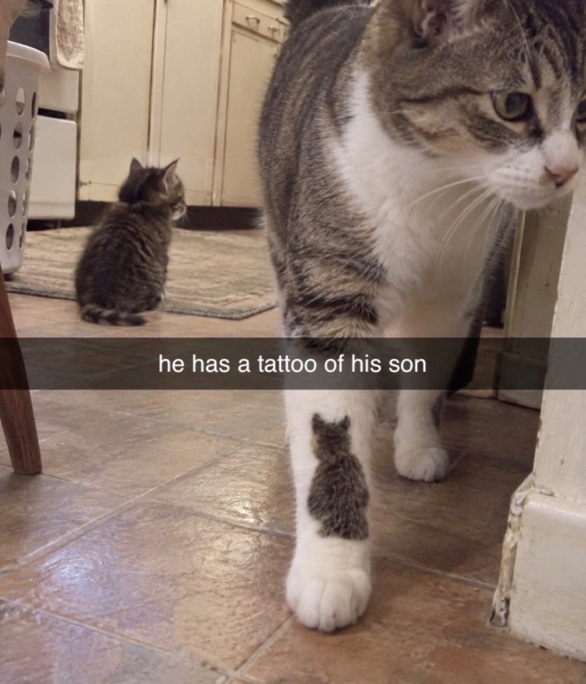 A tabby and white cat stands close to camera while a small tabby kitten sits in background, with a distinctive tabby marking visible on the 