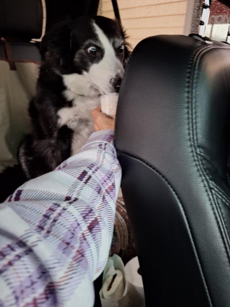 Black and white dog sitting in car seat, looking up with excited expression at person's lap