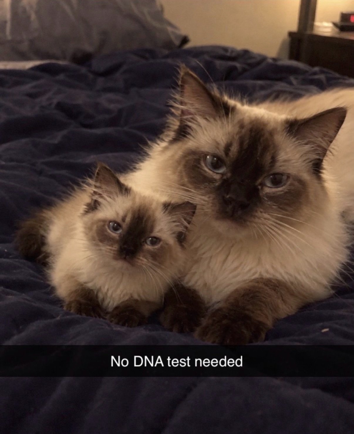 Two colorpoint cats sitting together on a dark blue bed, looking directly at the camera with similar expressions
