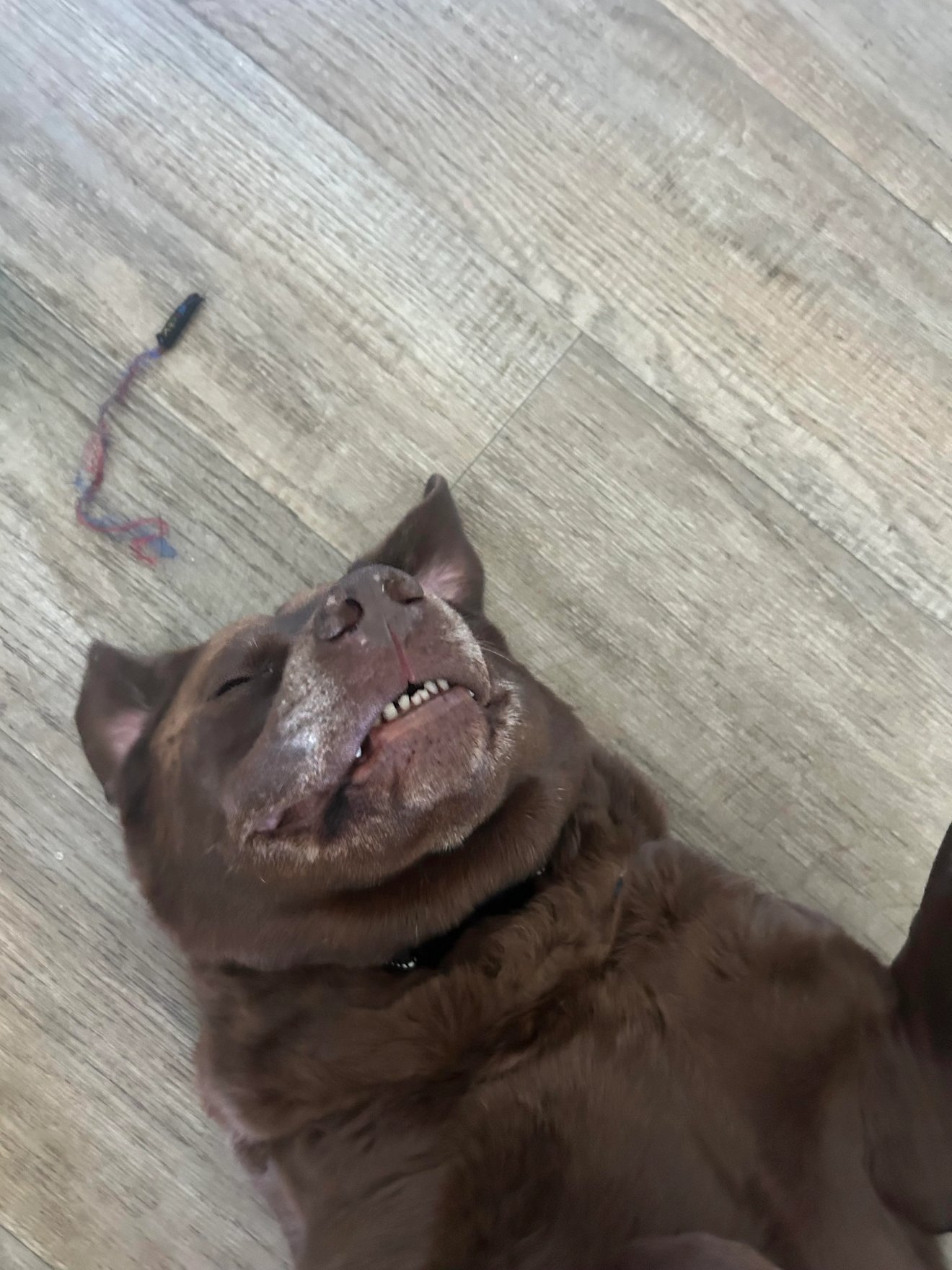 Brown cat lying on wooden floor looking up with shocked expression and wide eyes