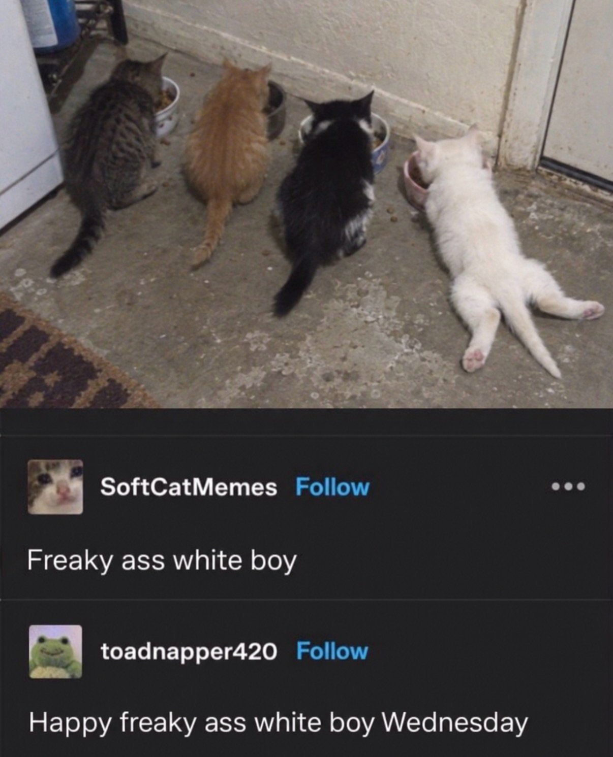 Four cats eating from bowls on a concrete floor, one white cat stretching with rear legs extended