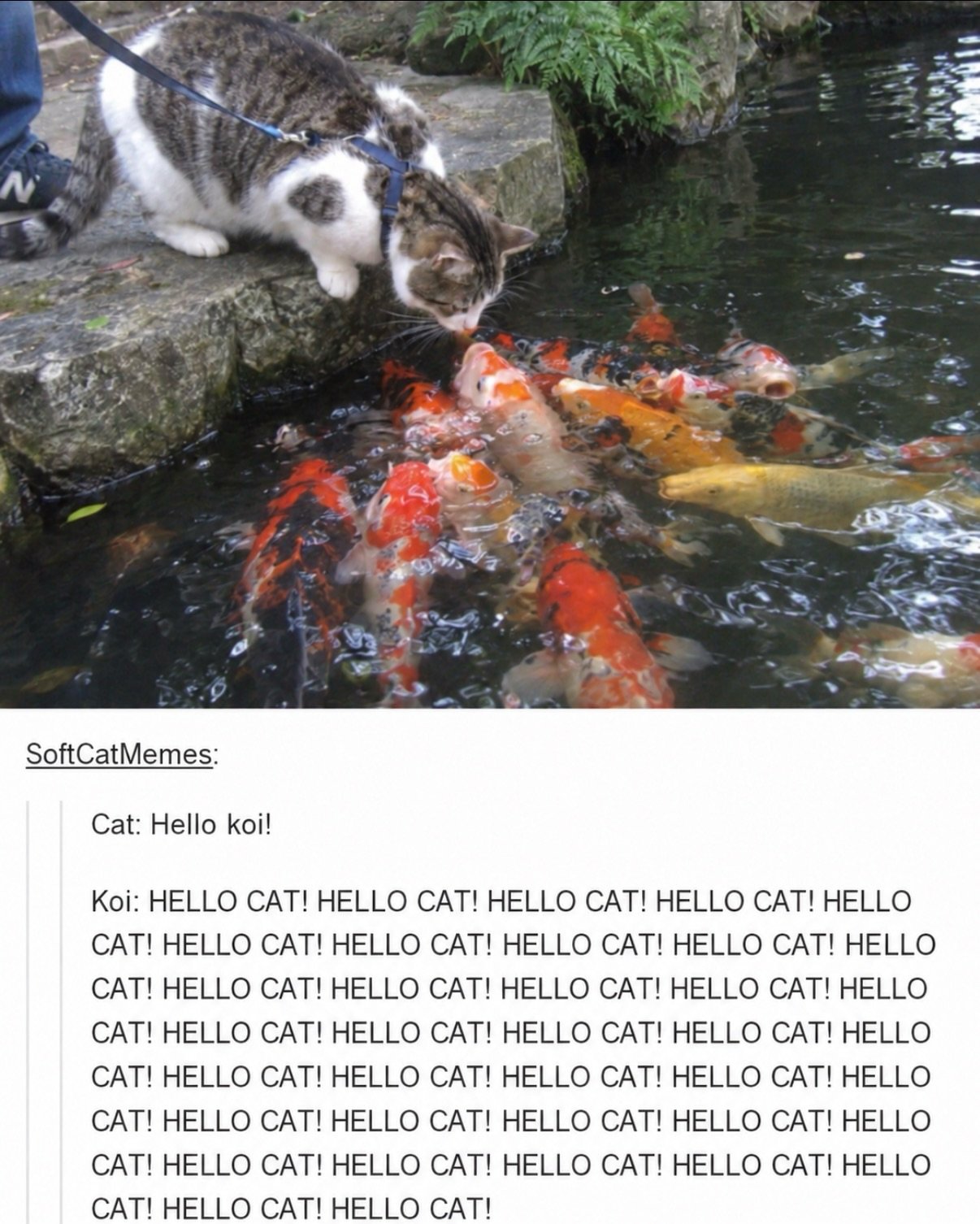 Tabby and white cat on a leash leaning toward koi fish in a pond
