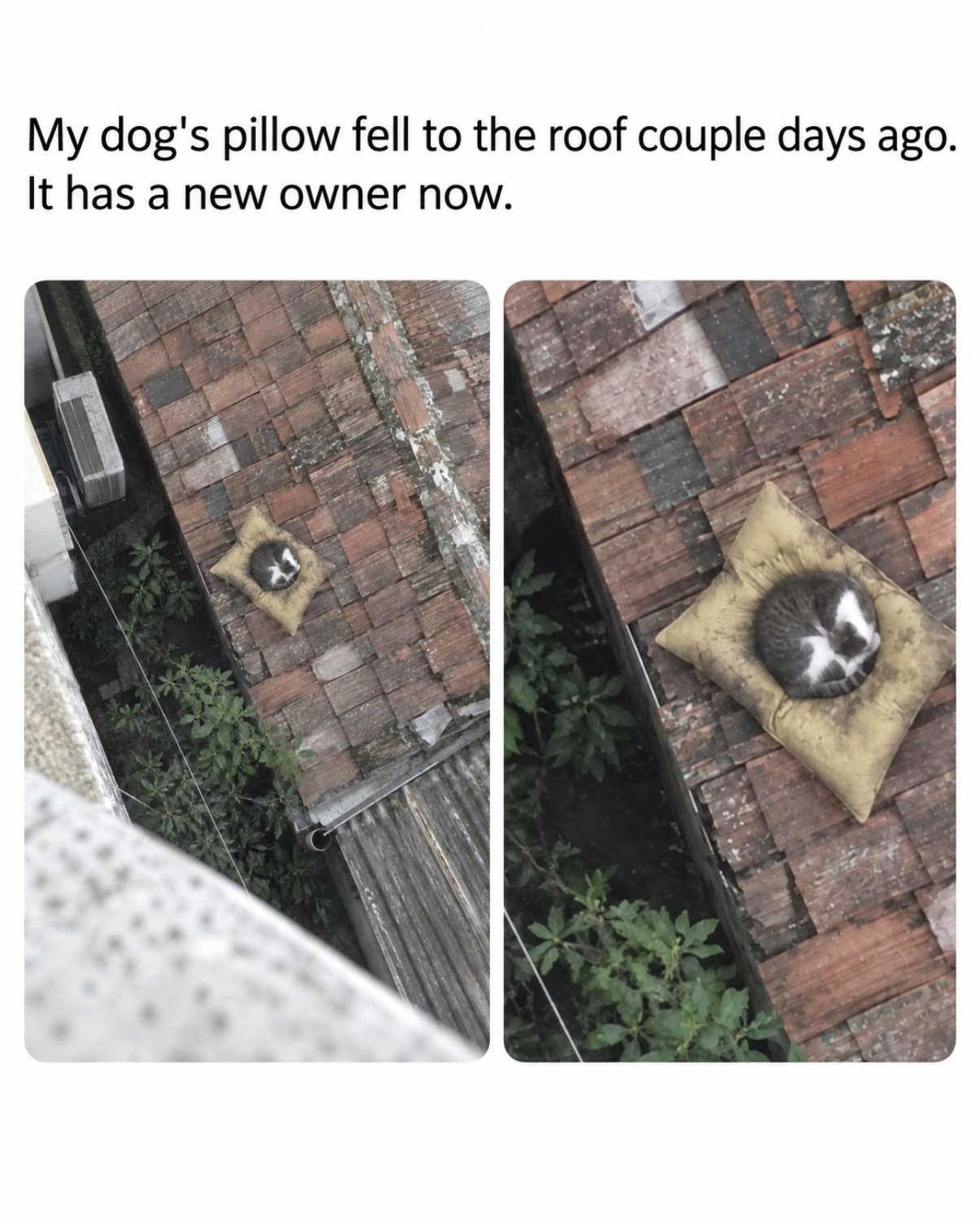A raccoon rests on a yellow dog pillow on a brick roof, viewed from above