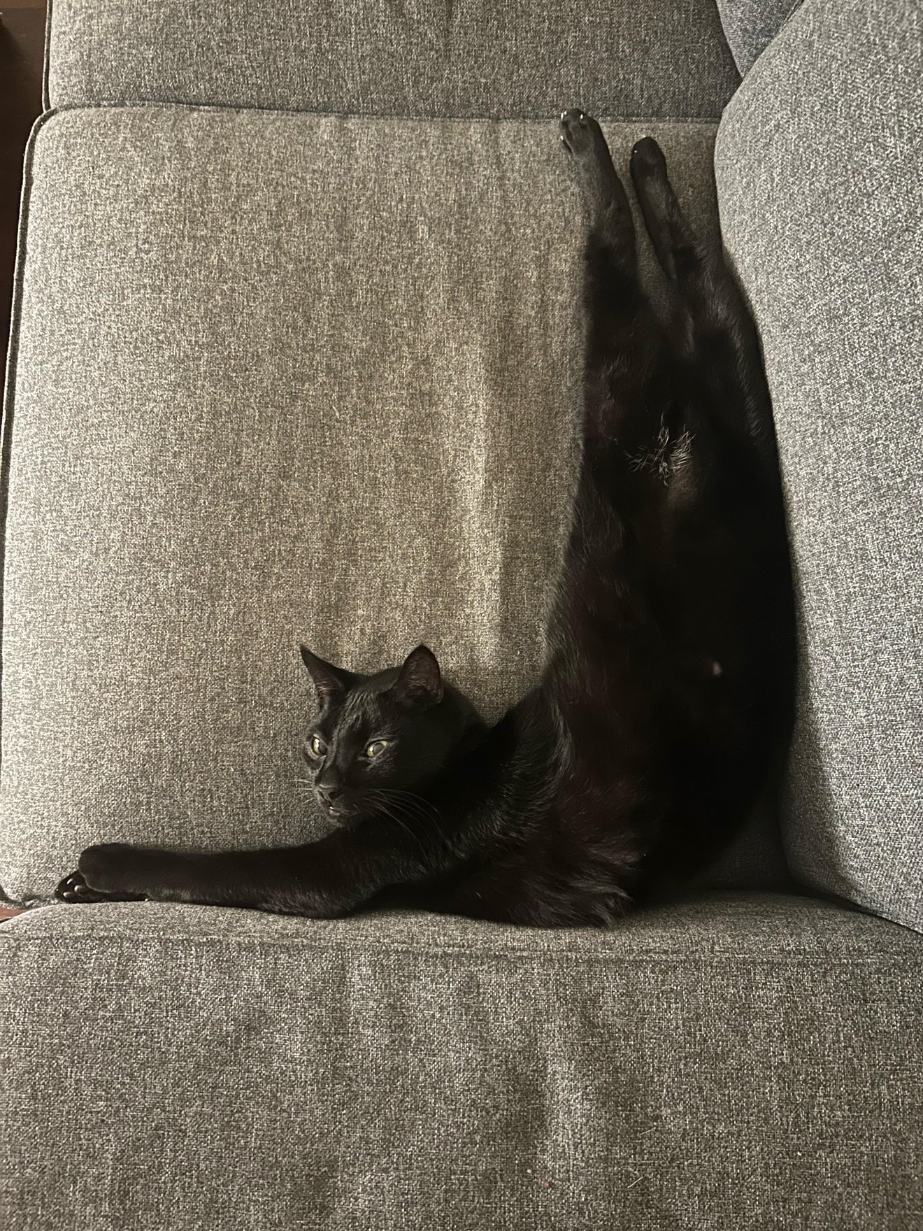 Black cat lying stretched across gray couch cushions in an L-shaped pose with back legs extended upward